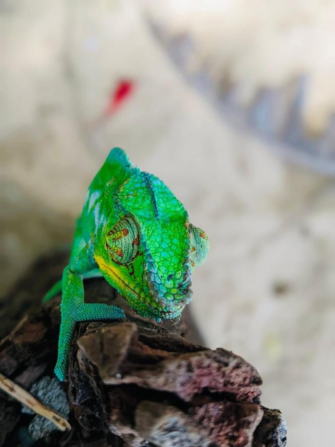 Tamarin Lodge Ampangorinana Zewnętrze zdjęcie