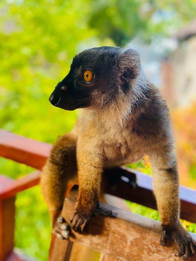 Tamarin Lodge Ampangorinana Zewnętrze zdjęcie