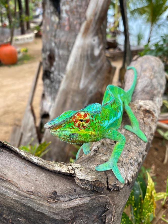 Tamarin Lodge Ampangorinana Zewnętrze zdjęcie