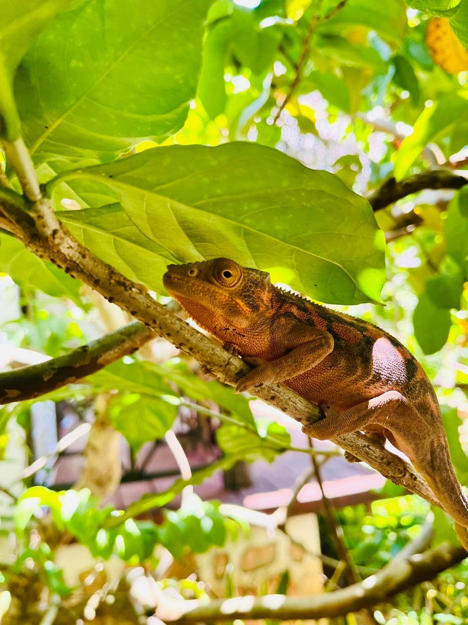 Tamarin Lodge Ampangorinana Zewnętrze zdjęcie